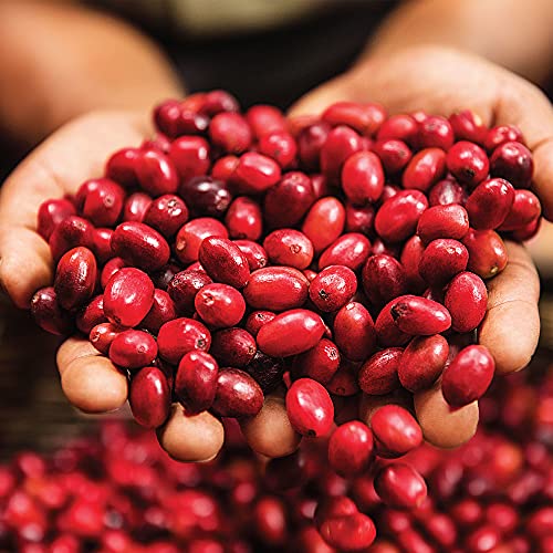 Green Mountain Coffee Roasters Wild Mountain Blueberry, Ground Coffee, Flavored Light Roast, Bagged 12 Oz, 1 Count - Image 6